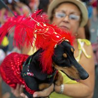 ФОТО: Животные нарядились для карнавала в Рио
