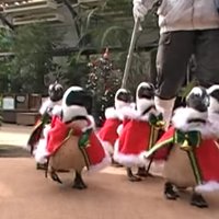 Video: Mīlīgi pingvīni rūķīšu tērpos ieskandina Ziemassvētkus