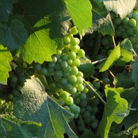 Sulīgo vīnogu audzēšana Latvijā – kādas šķirnes ir piemērotākās un kas jāievēro to audzēšanā?
