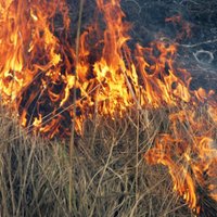 Во время учений на полигоне в Адажи загорелся лес: площадь пожара — 300 га
