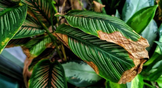 Язык комнатных растений: о каких проблемах сигнализируют коричневые листья?