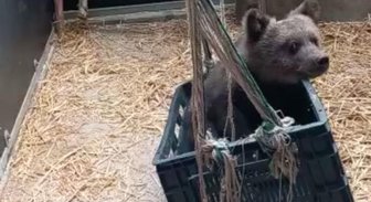Найденный в Латвии медвежонок-сирота отправится во Францию