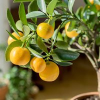 С мечтой о Средиземноморье: как вырастить дома апельсины, лимоны и другие цитрусовые?