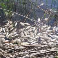 Balvu novadā Ičas upē, iespējams, toksiska piesārņojuma dēļ iet bojā zivis