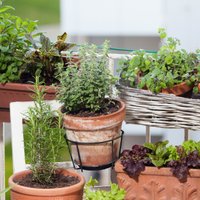 Mazdārziņš uz balkona vai palodzes – kā pareizi rūpēties par augiem