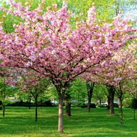 ФОТО. Украшение всего сада – миндальное дерево. Что нужно знать о его выращивании?