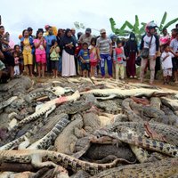 ФОТО. Индонезийцы убили 292 крокодила и отомстили за смерть друга