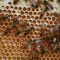 ES aizliegs bišu bojāejā vainotu pesticīdu lietošanu