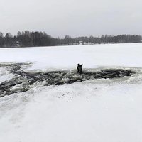 Rēzeknes novadā ugunsdzēsēji izglābj ezerā ielūzušu alni