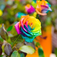 'No puķēm vismīļākās man rozes' – uzzini katras rozes krāsas simbolisko nozīmi