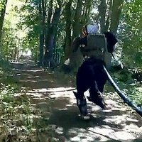 Video: Izgudrots robots, kurš prot skriet pa mežu