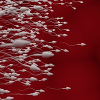 Регулярный секс, отсутствие стресса и здоровое питание — советы для улучшения репродуктивного здоровья мужчин