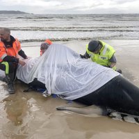 Foto: Pēc izmešanās krastā Tasmānijā miruši 380 vaļi