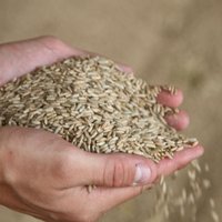 Зерновая сделка: почему продление затягивается и чем недовольна Россия