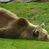На Сахалине ищут медведя, над которым издевались местные жители