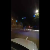 Video: Liepājas ielās starp auto rikšo staltbriedis