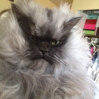 Умер легендарный интернет-кот Полковник Мяу
