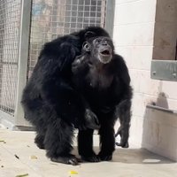 Aizkustinošs video: šimpanze pēc 28 gadiem nebrīvē pirmo reizi ierauga debesis