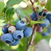 Садовая черника: как правильно посадить ягоду на участке и организовать за ней уход