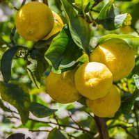 Veselības auglis citrons: kāpēc tas ieteicams un kā to pareizi lietot