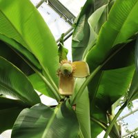 ФОТО. В Национальном ботаническом саду в Саласпилсе зацвел японский банан