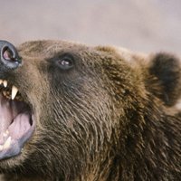 В Томске медведь откусил руку посетительнице шашлычной