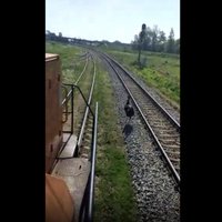 Video: Rēzeknē iemūžina pa vilciena sliedēm skrienošu emu