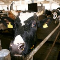 Desmit Liepas pagasta fermas govis nobeigušās no slāpēm; sešas nācies iemidzināt