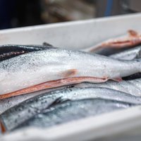 Путешествие лосося по лабиринту рыбзавода – как рыбу готовят к продаже в магазине