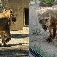 ФОТО. В Рижском зоопарке можно увидеть двухнедельных львят