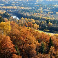 Zelta rudens klasika – košs pārgājiena maršruts pa rudens galvaspilsētu Siguldu