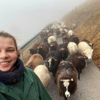 Простая жизнь. Овцы в горах и навоз в хлеву: как две девушки из Таллина оказались волонтерами в Австрии