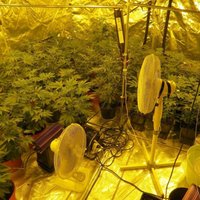 Kādā Jūrmalas privātmājā atklāj marihuānas plantāciju