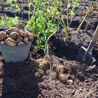 Asociācija: lietus trūkums varētu radīt problēmas ar kartupeļu ražas novākšanu
