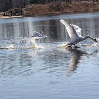 ГАЛЕРЕЯ: Красота природы - читатели делятся яркими фотографиями лебедей