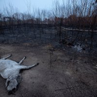 Amazones ugunsgrēki: Brazīlijas gubernatori mudina Bolsonaru pieņemt ārvalstu palīdzību