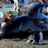 ФОТО: 416 дельфинов выбросились на берег в Новой Зеландии