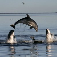 Ukrainas kaujas delfīni oficiāli pārgājuši Krievijas pakļautībā