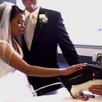 Kuriozs kāzās: Pingvīns apčurā līgavas kleitu