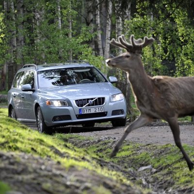 Auto sadursme ar meža dzīvnieku – zaudējumi spēkratam vidēji ir 2250 eiro