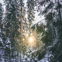 Visjutīgākā pret piesārņojumu. Egļu meži Latvijā – vēsture, vērtība un nākotne