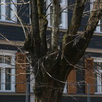 Жители Агенскалнса просят не вырубать деревья ради строительства магазина Lidl