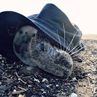 Читательница: Этот тюлененок умер, пока мы обзванивали десять разных инстанций