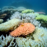 Под водами Амазонки нашли тысячекилометровый коралловый риф