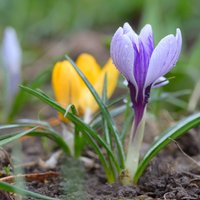 Košais pavasara skaistums – violetie, dzeltenie un baltie krokusi