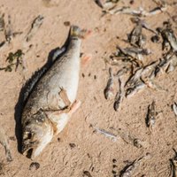 Foto: Nosmakušu zivju ordas rada nepatīkamu smaku pie Peipusa ezera