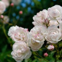 Kā rūpēties par rozēm, lai tās būtu veselas un bagātīgi ziedošas