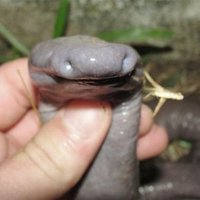 Brazīlijas džungļos atrasta penim līdzīga čūska