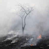 VUGD trešdien dzēsis 10 meža ugunsgrēkus