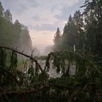 Буря в Риге: ветер валит деревья